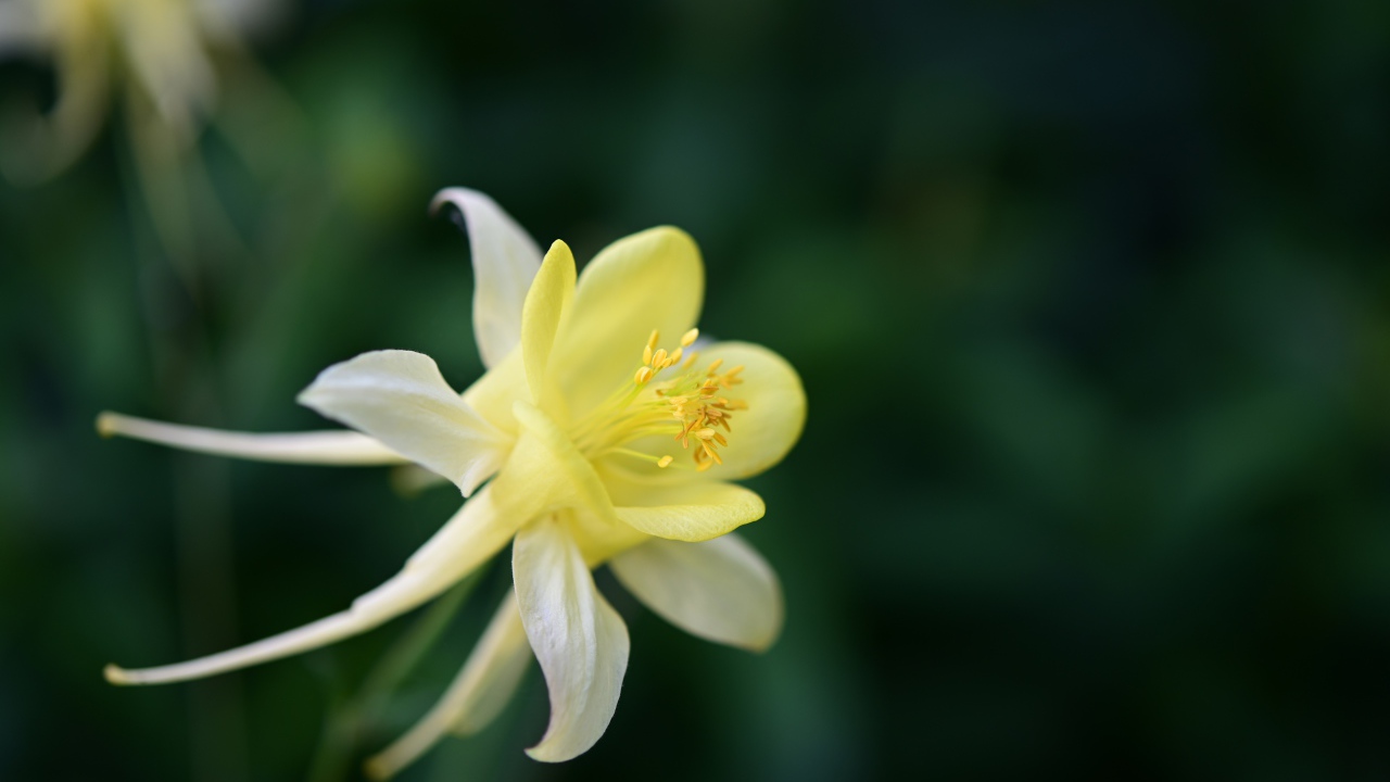 Красивый желтый цветок водосбора крупным планом