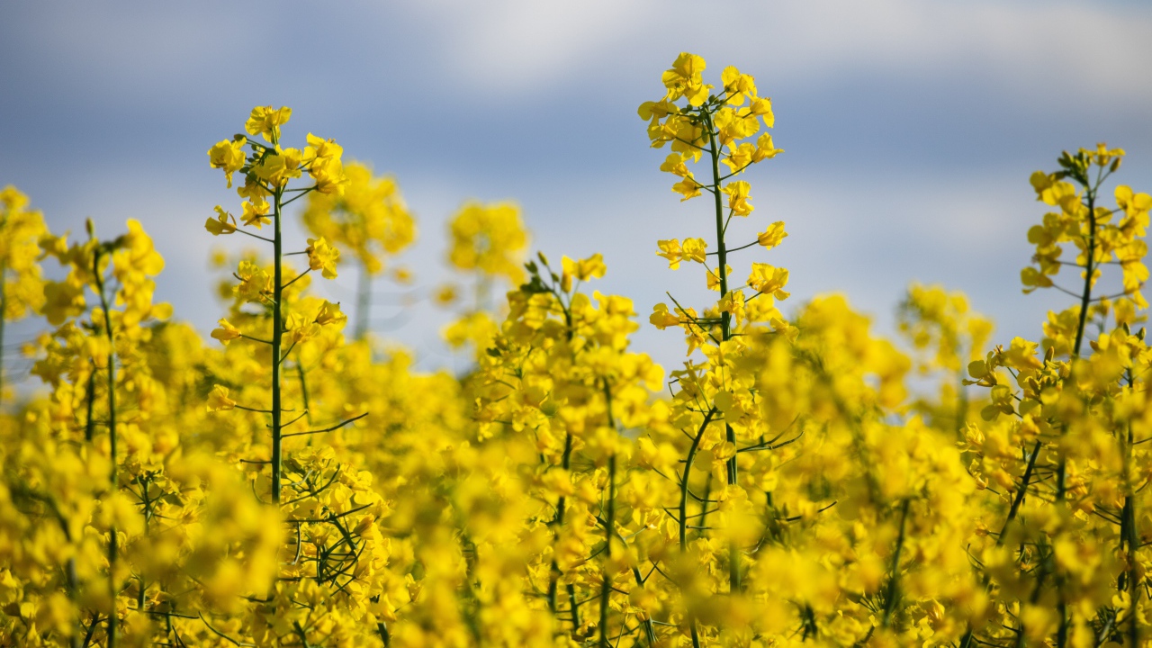 Красивые желтые цветы рапса на поле 