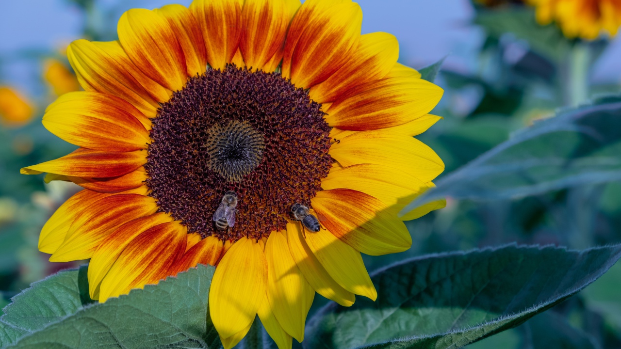 Большой красивый цветок подсолнуха с пчелами