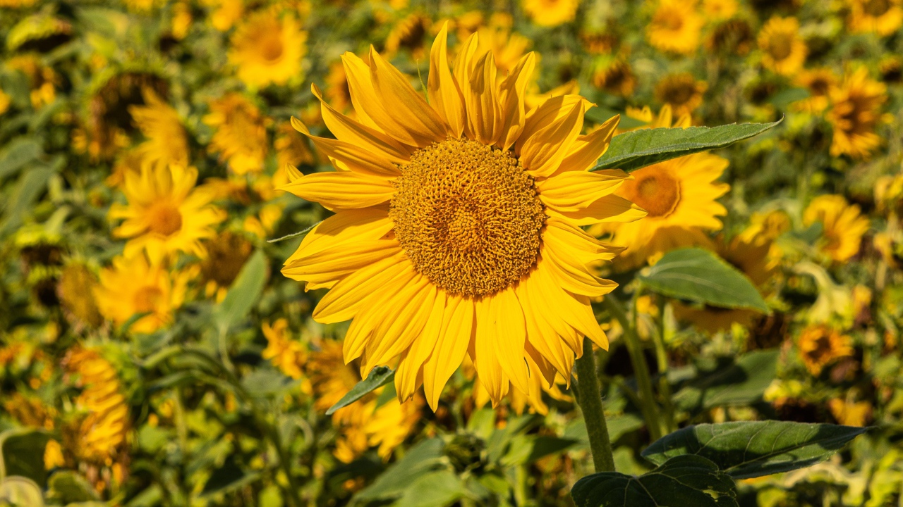 Большой желтый цветок подсолнуха на поле 