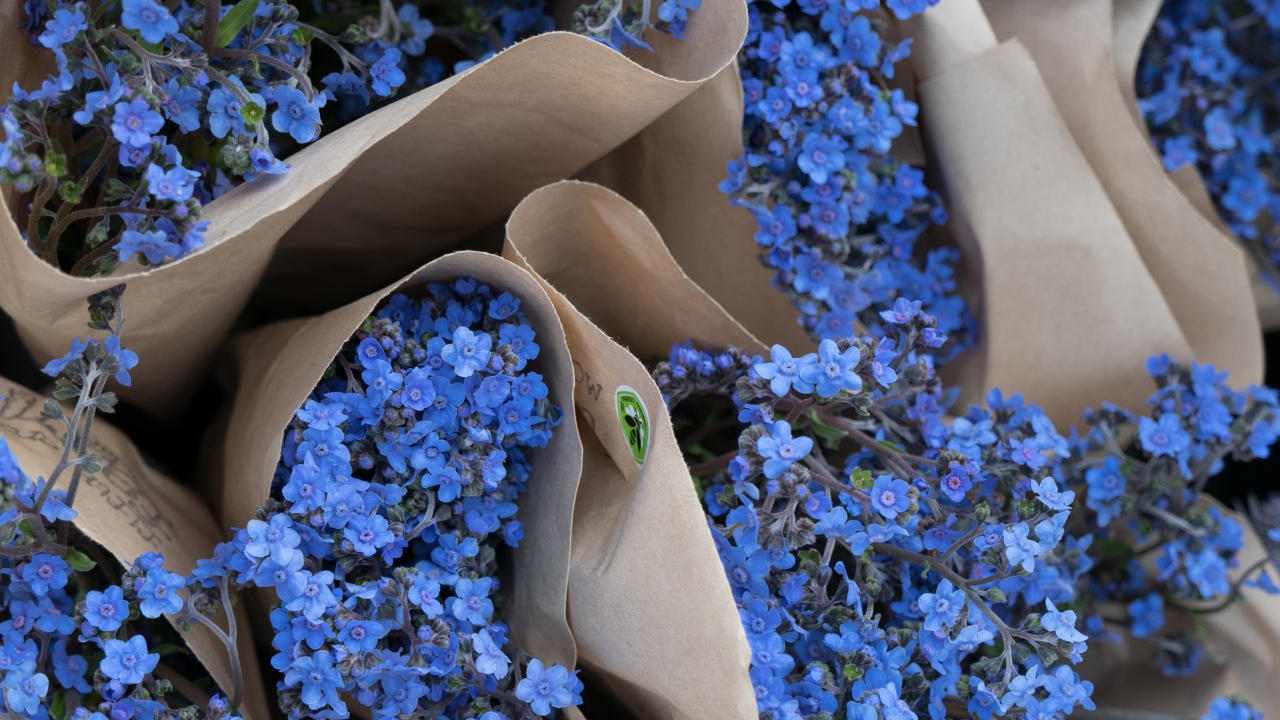 Голубые цветы незабудки в бумажных пакетах