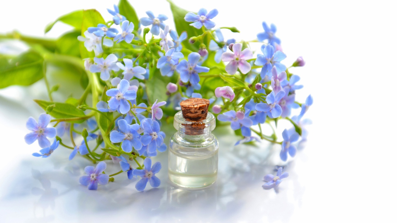 Голубые цветы незабудки на белом фоне с маслом