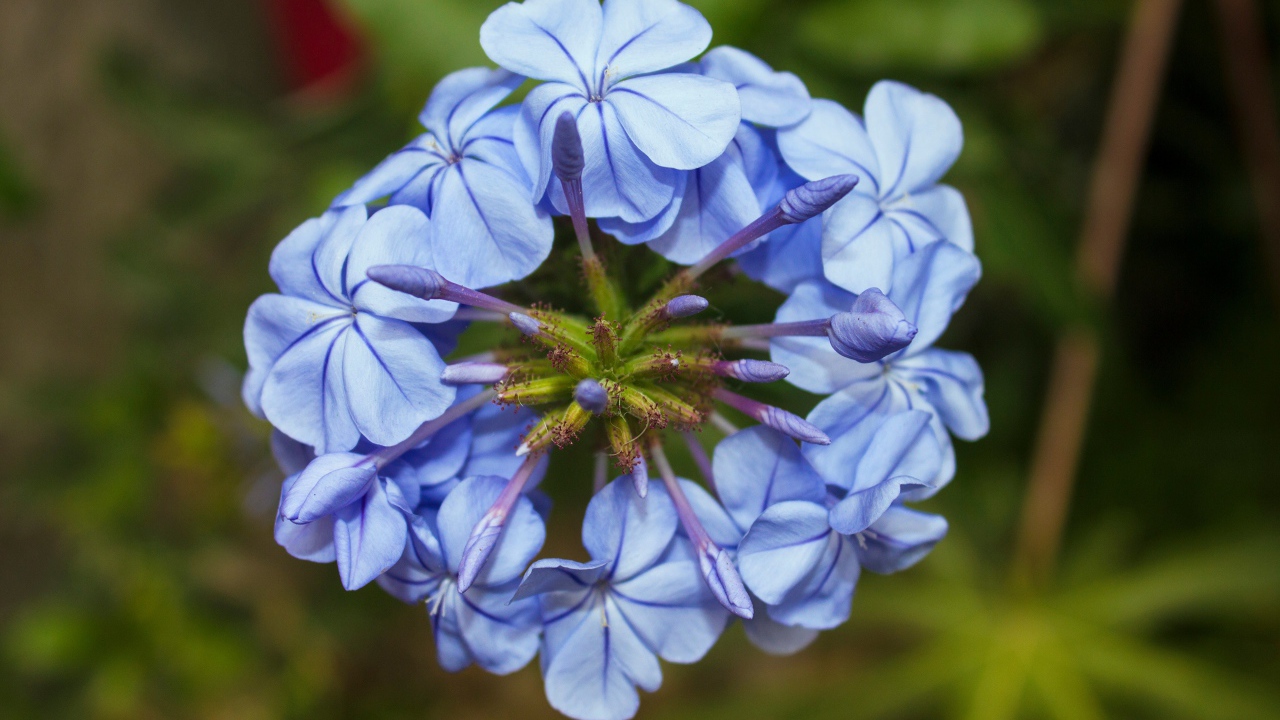 Голубой цветок плюмбаго крупным планом