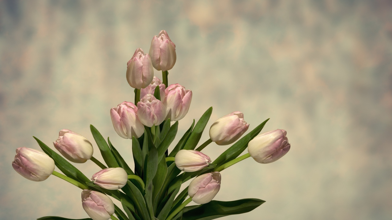 Букет розовых тюльпанов с зелеными листьями на сером фоне 