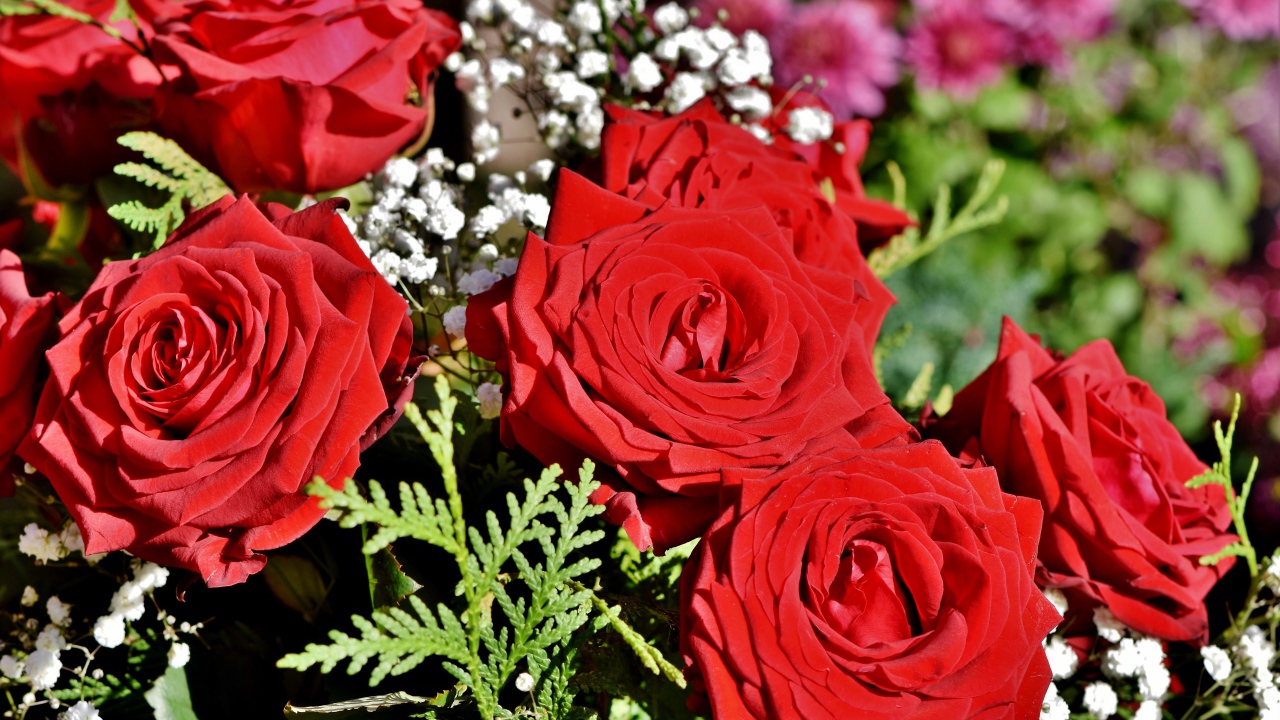 Букет алых роз с цветами гипсофилы 