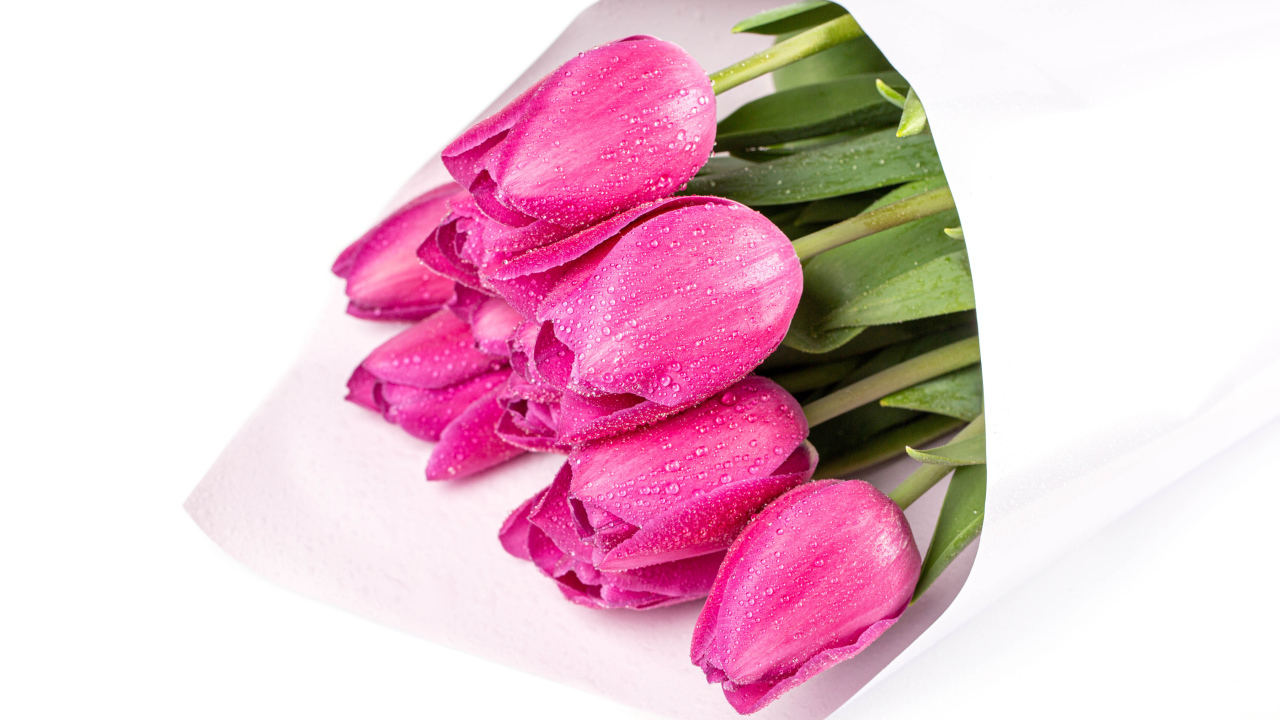 Букет мокрых розовых тюльпанов на белом фоне