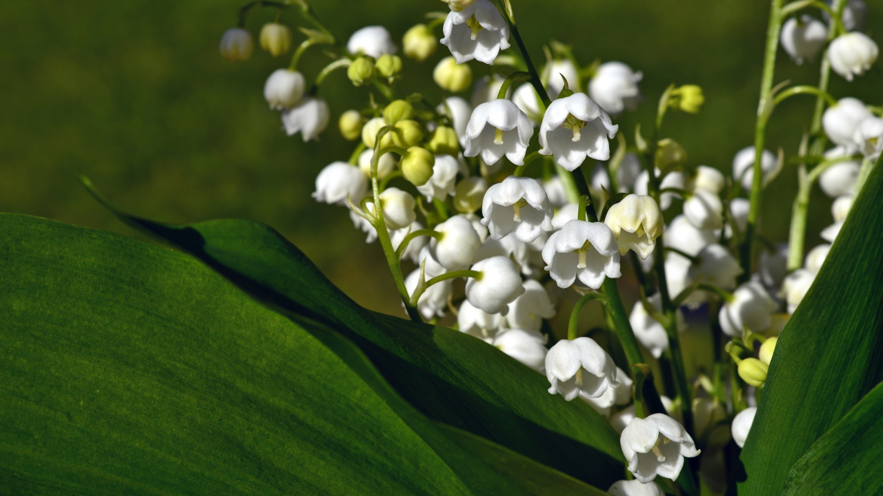 Букет белых цветов ландыша в зеленых листьях крупным планом