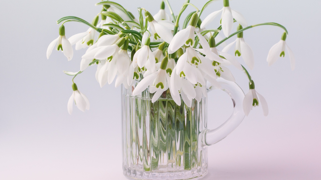 Букет белых цветов подснежника в стеклянной вазе на сером фоне