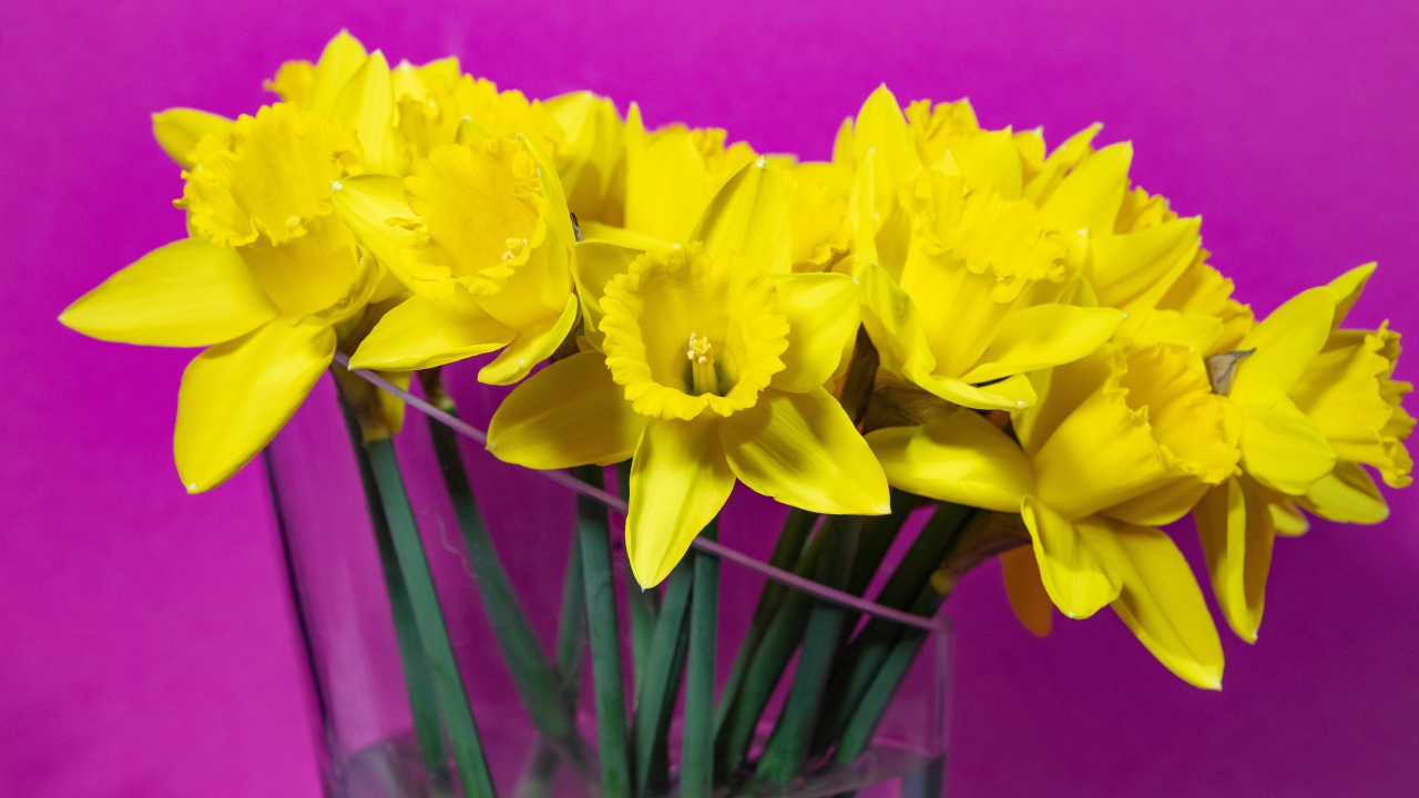 Букет желтых цветов нарцисса в стеклянной вазе на сиреневом фоне