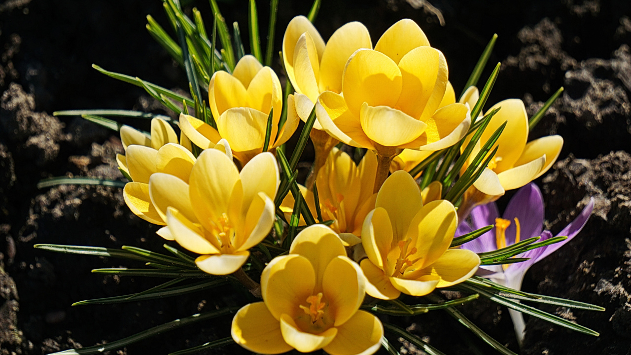 Куст маленьких желтых цветов крокуса на клумбе 