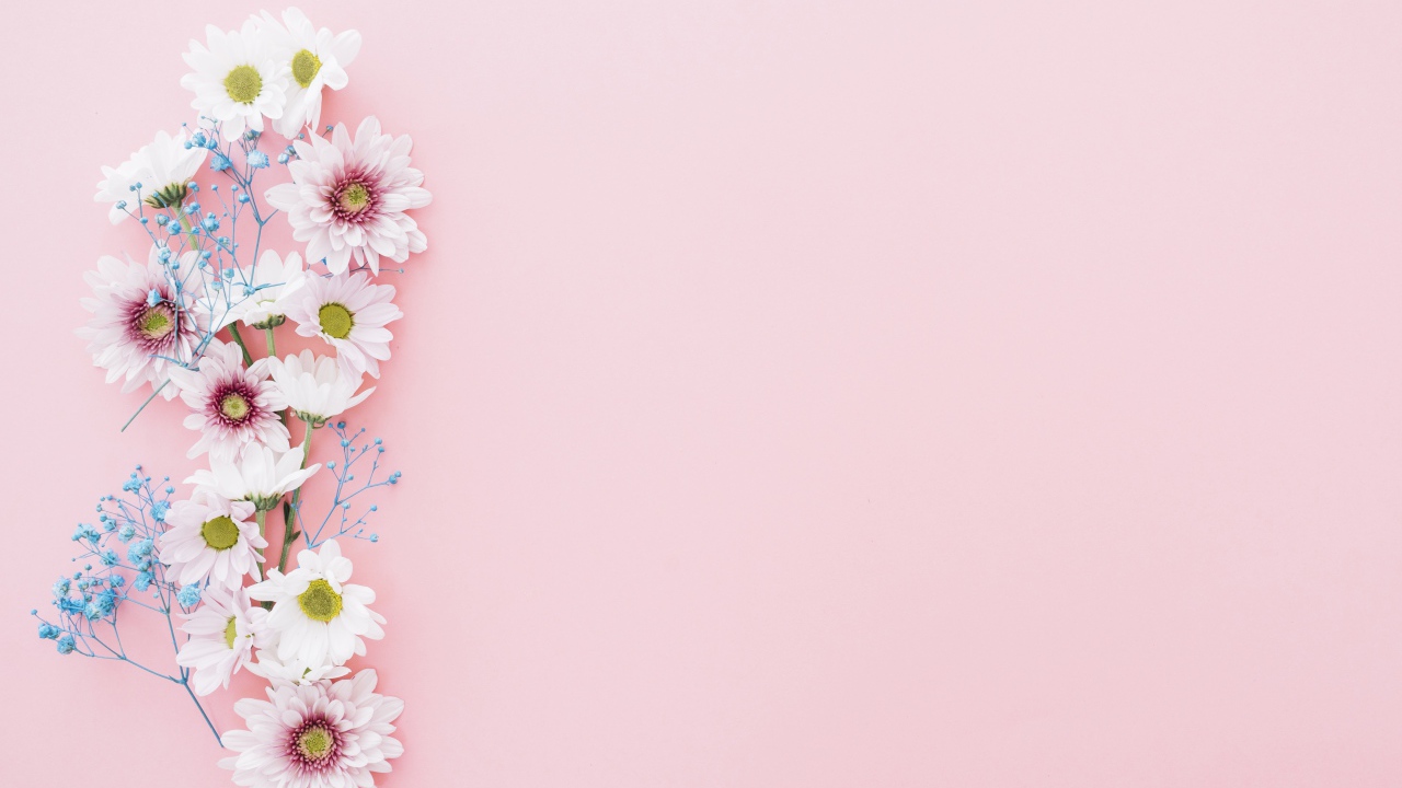 Цветы хризантемы на розовом фоне