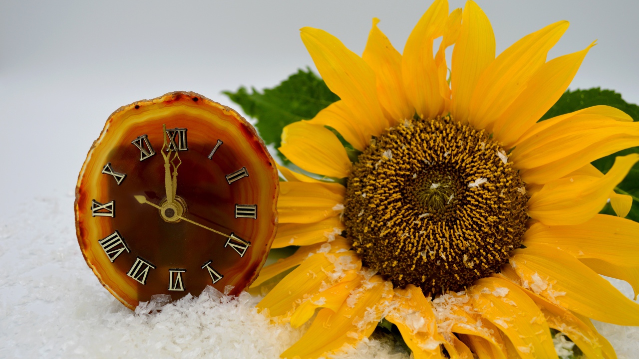Часы и желтый подсолнух лежат на снегу 