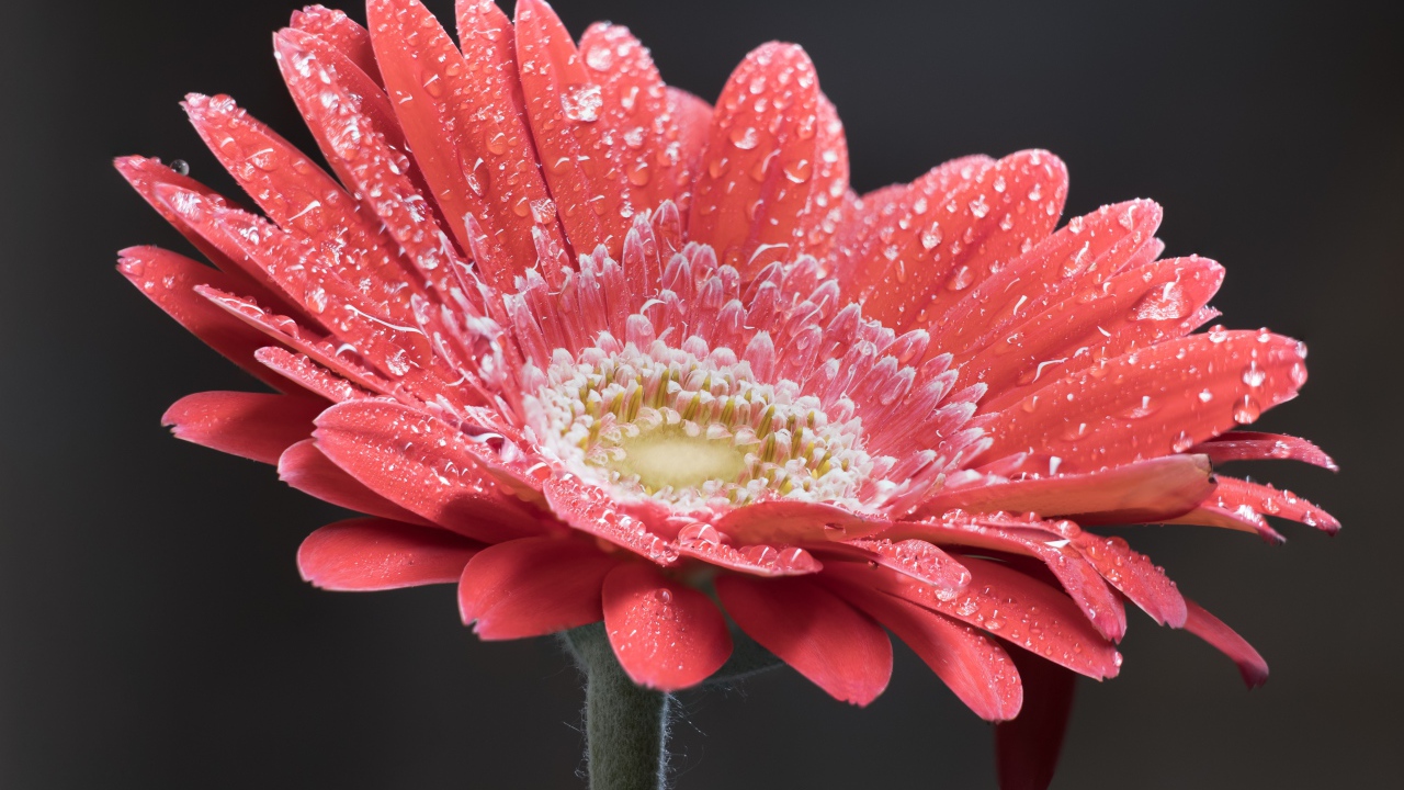 Нежный кремовый цветок герберы в каплях росы