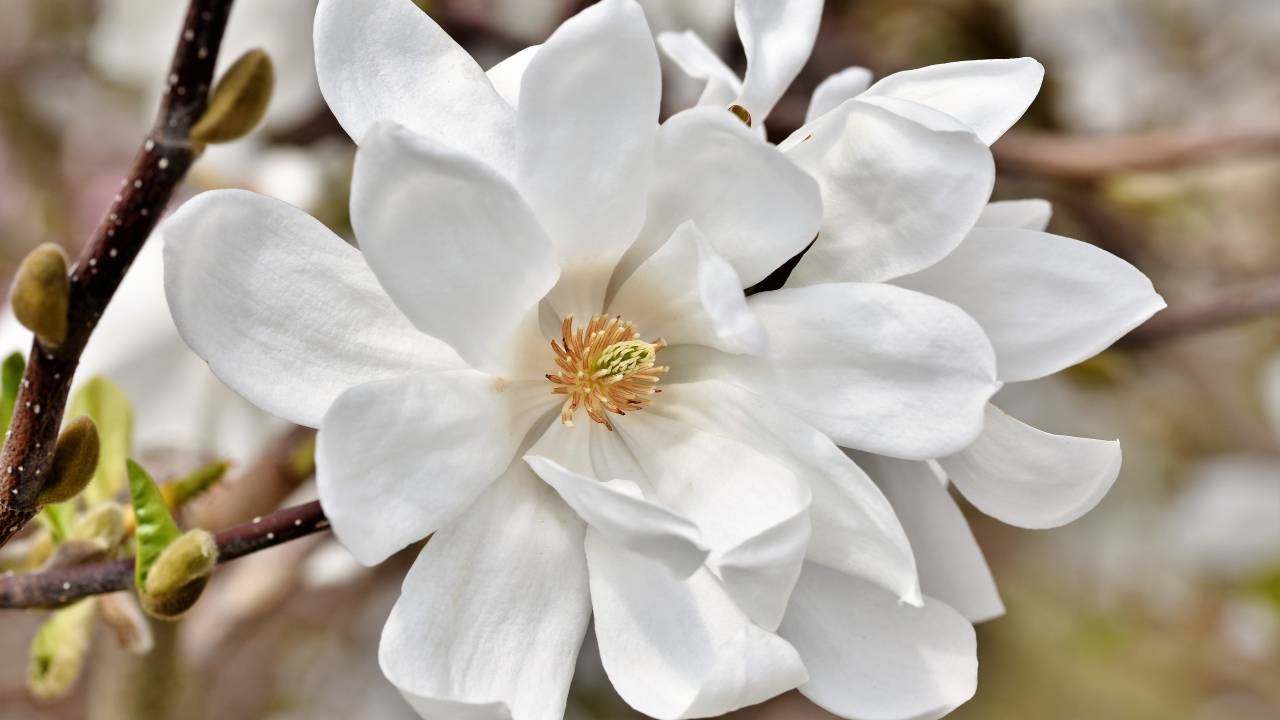 Нежные цветы белой магнолии на ветке