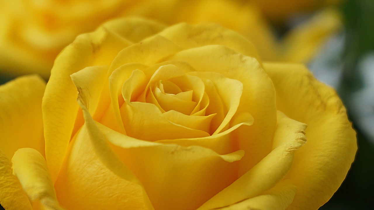 Нежная садовая желтая роза крупным планом