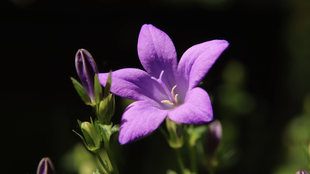 Нежный сиреневый колокольчик с бутонами крупным планом