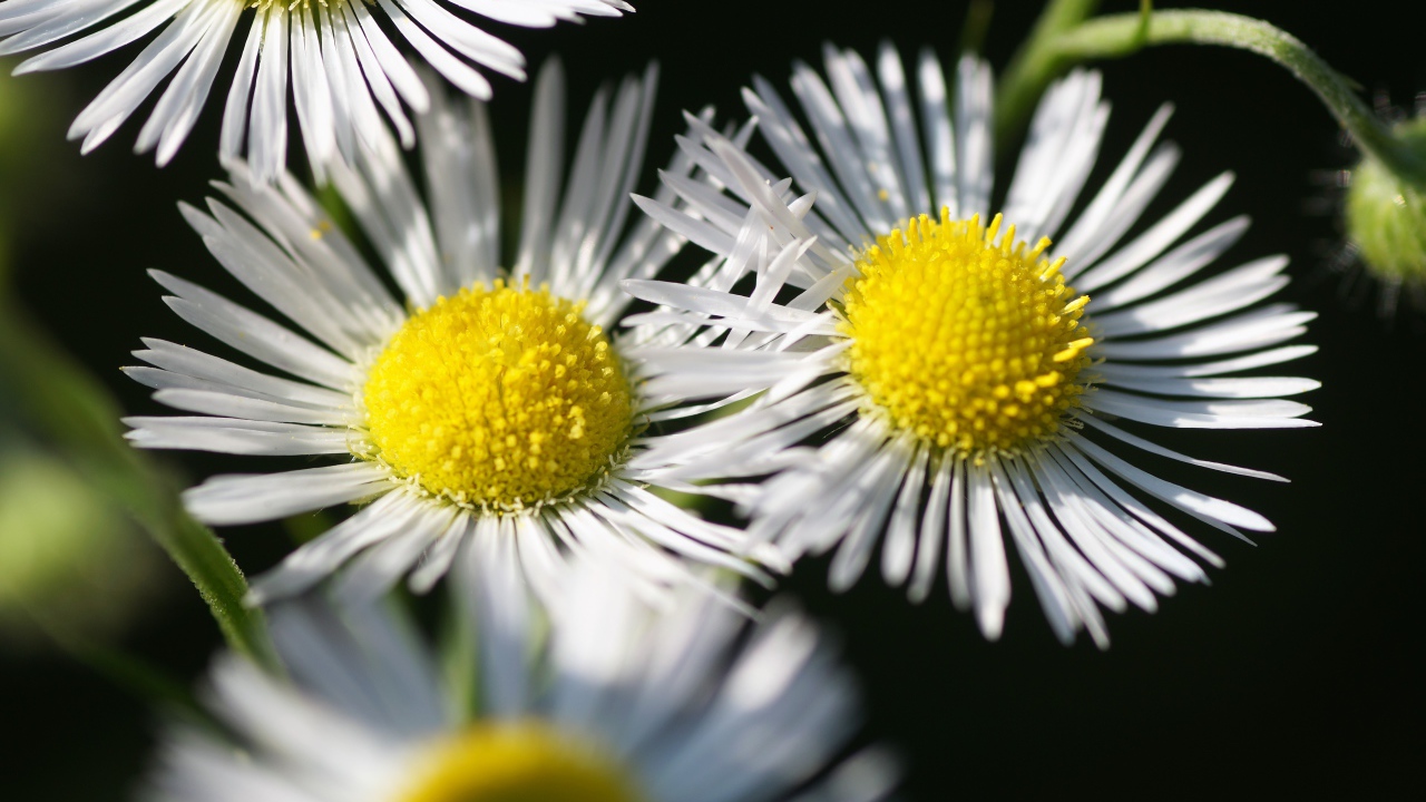 Нежные белые цветы сентябринка крупным планом 