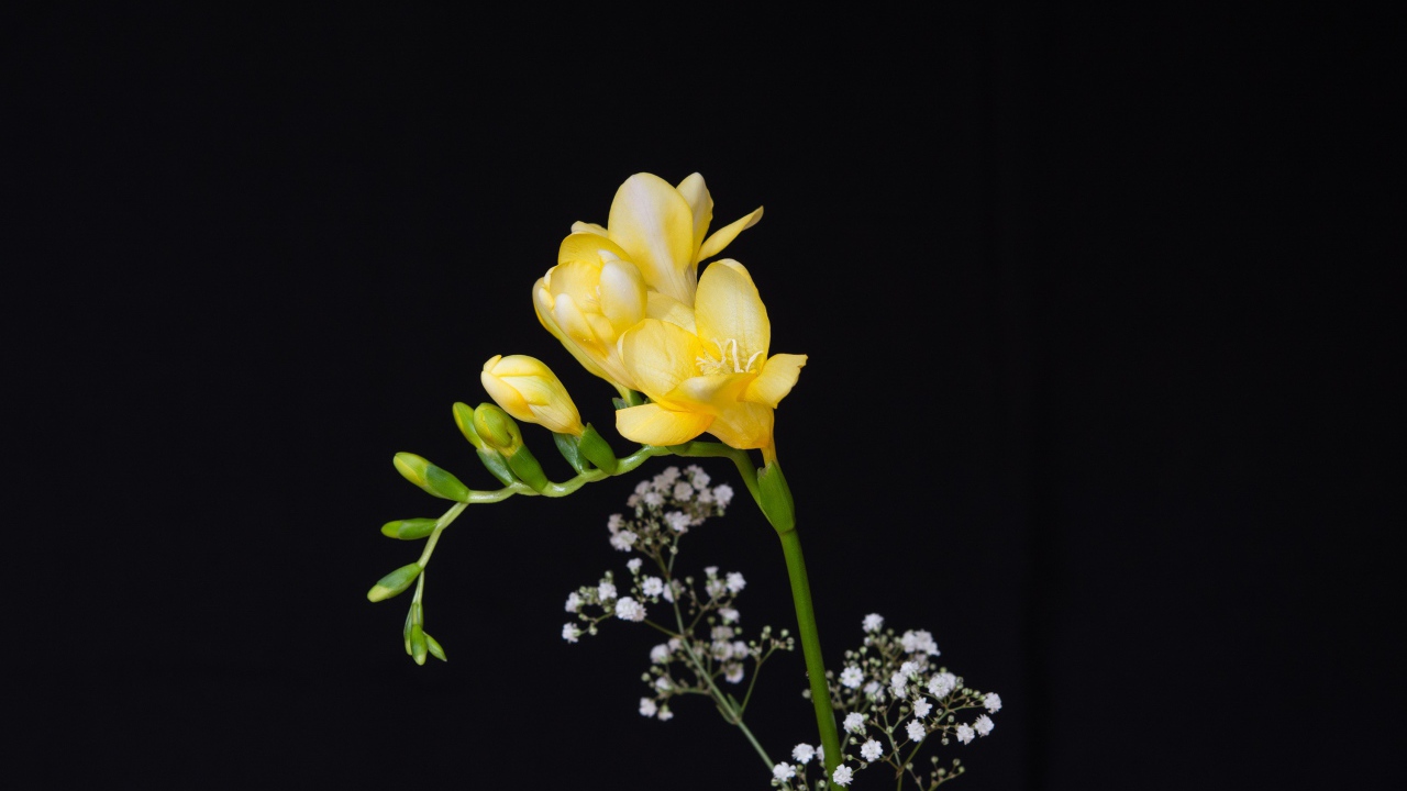 Нежный желтый цветок фрезии на черном фоне