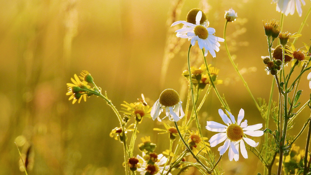 Полевые ромашки и желтые цветы на поле 