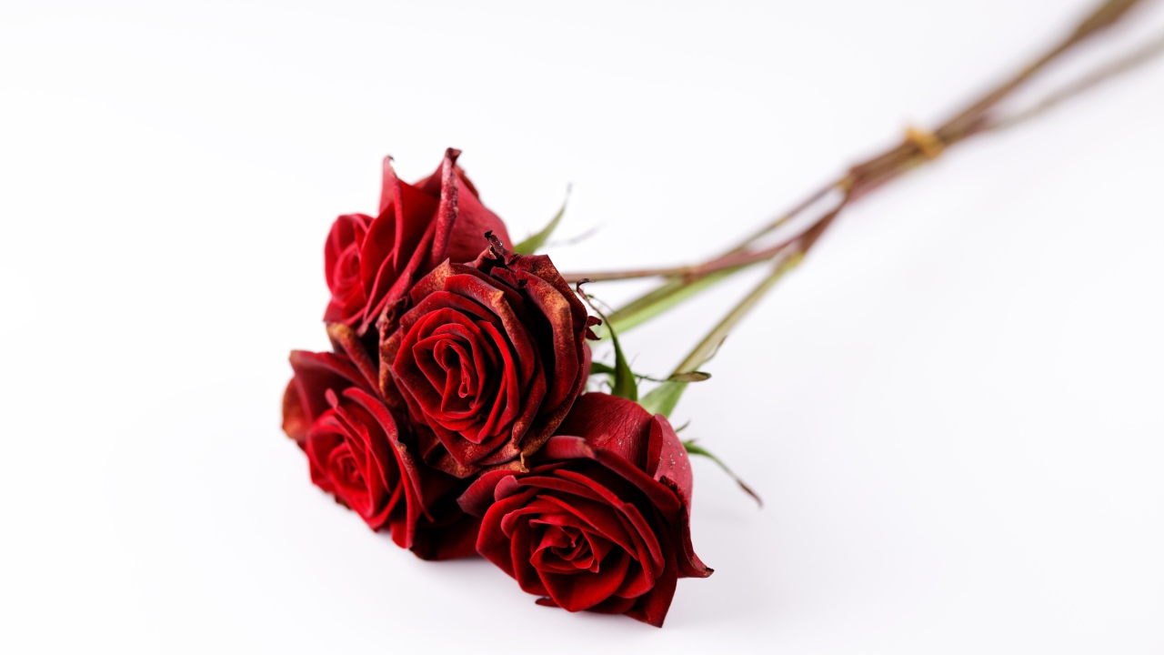 Пять красных роз без шипов на белом фоне 