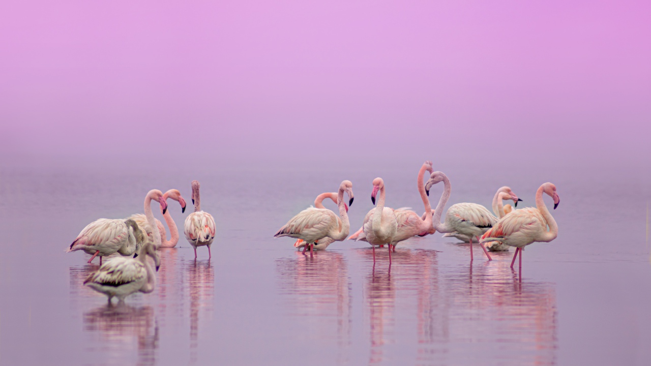 Flamingos in water on a pink background
