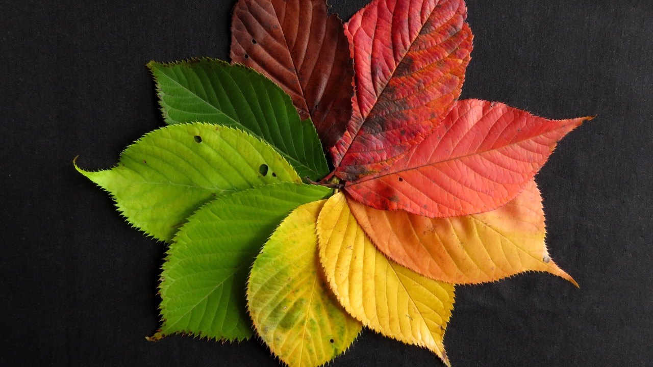 Цветок из разноцветных осенних листьев на сером фоне