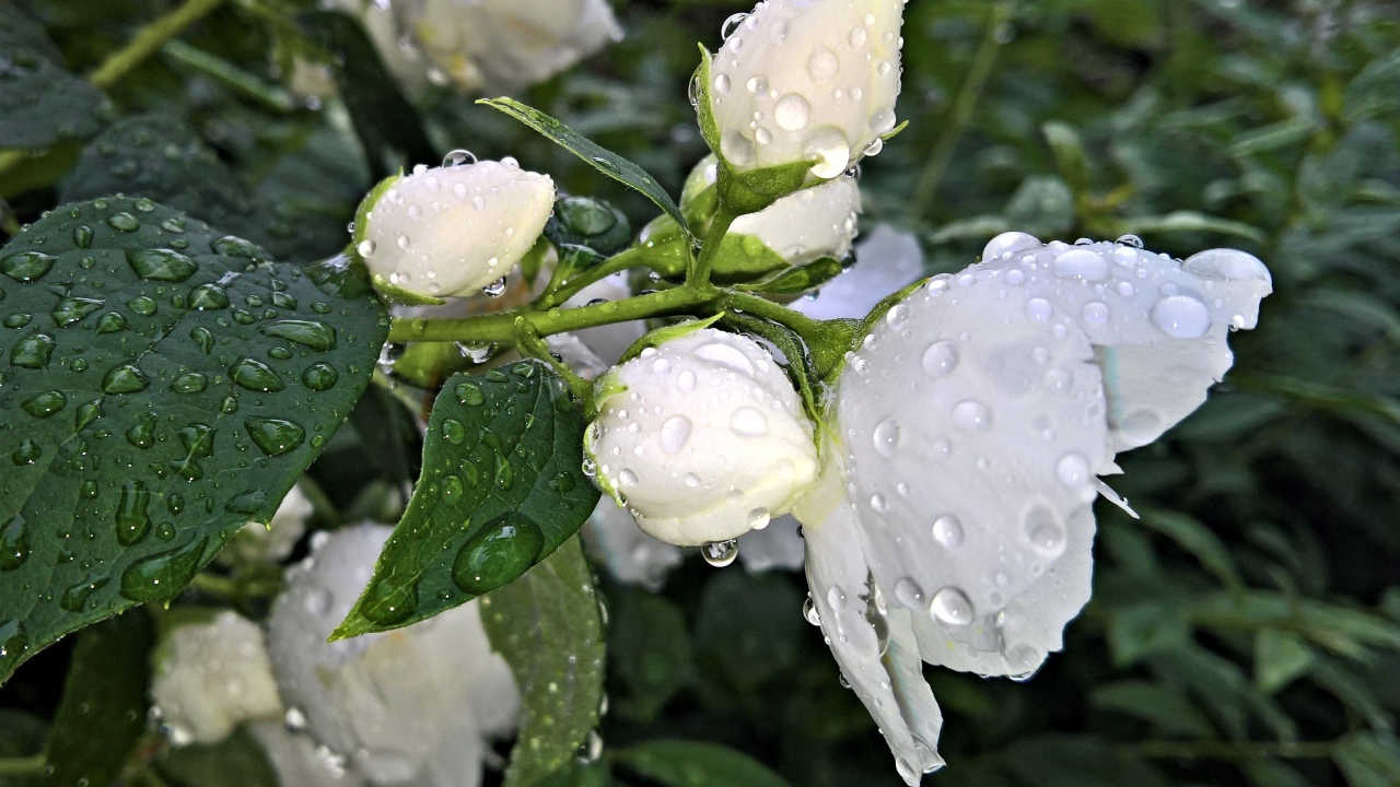 Ароматный цветок жасмина с бутонами после дождя