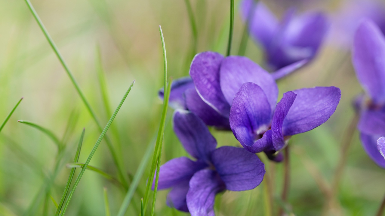 Ароматные фиолетовые цветы фиалки крупным планом