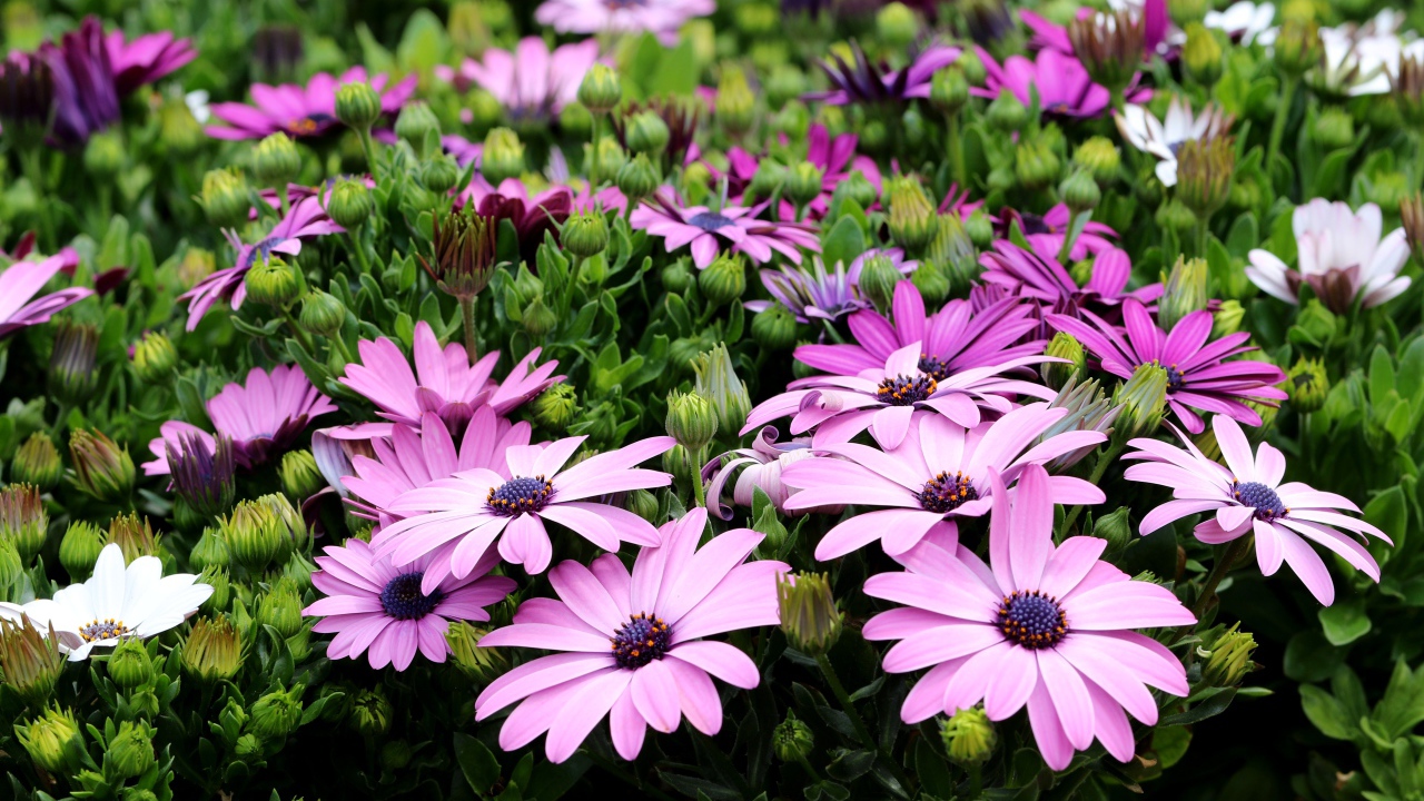 Садовые цветы Остеоспермум с бутонами