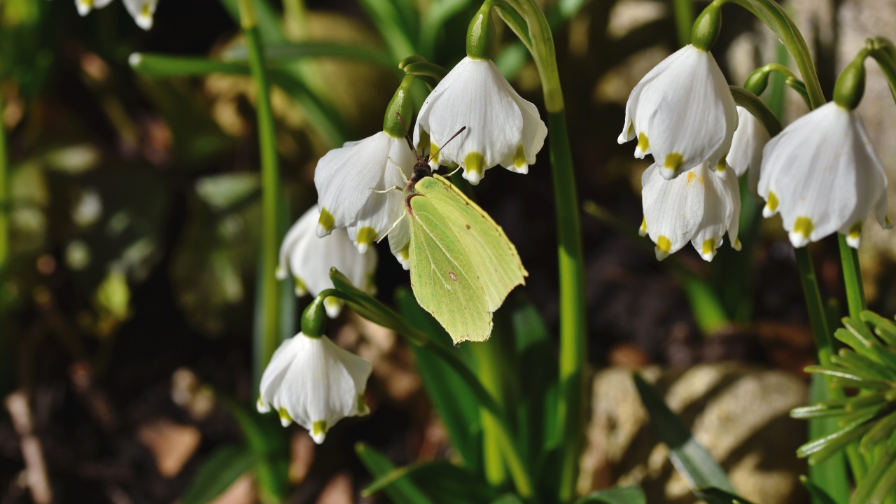 Зеленая бабочка сидит на белых подснежниках 