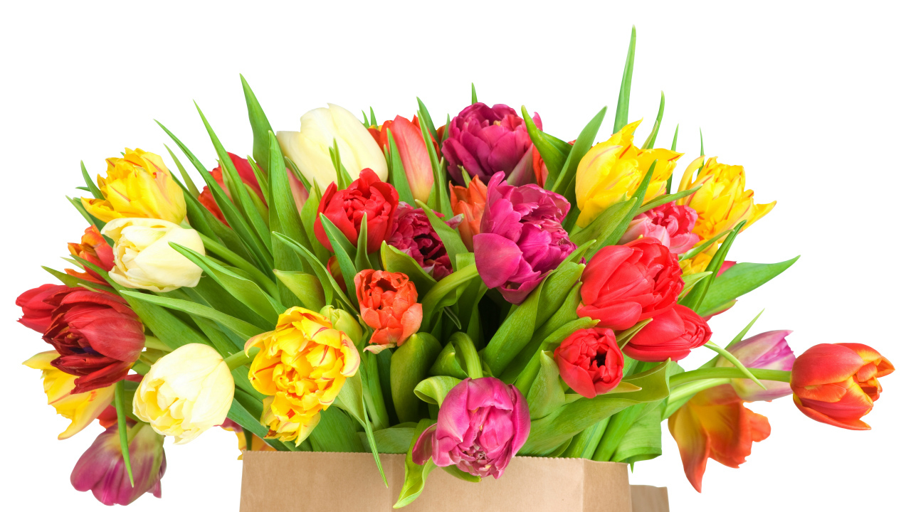 Огромный букет тюльпанов на белом фоне