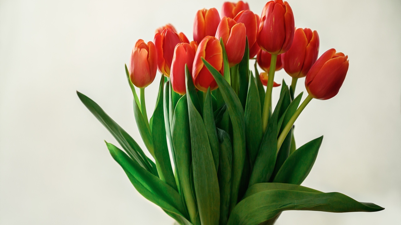 Большой букет красных тюльпанов в вазе на белом фоне