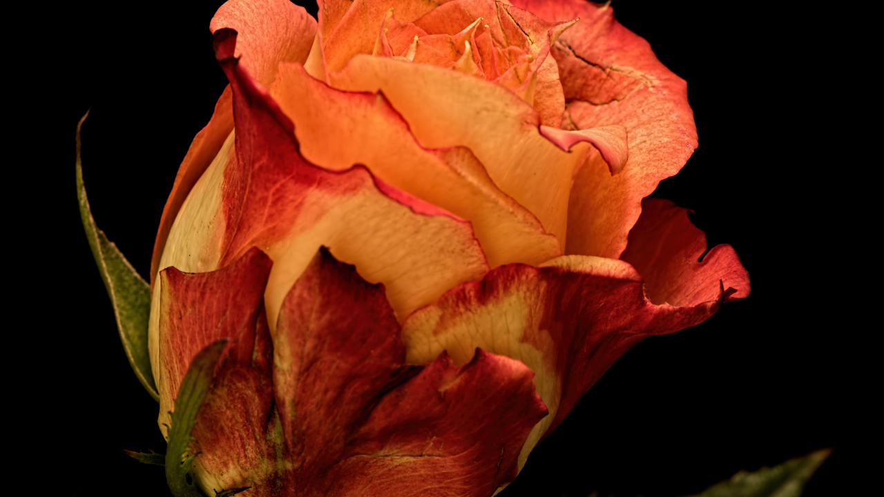 Большая оранжевая роза на черном фоне 