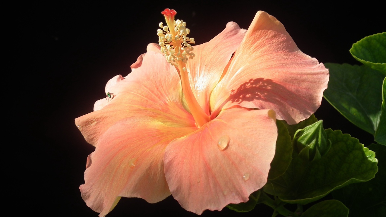 Большой розовый гибискус с бутонами на черном фоне