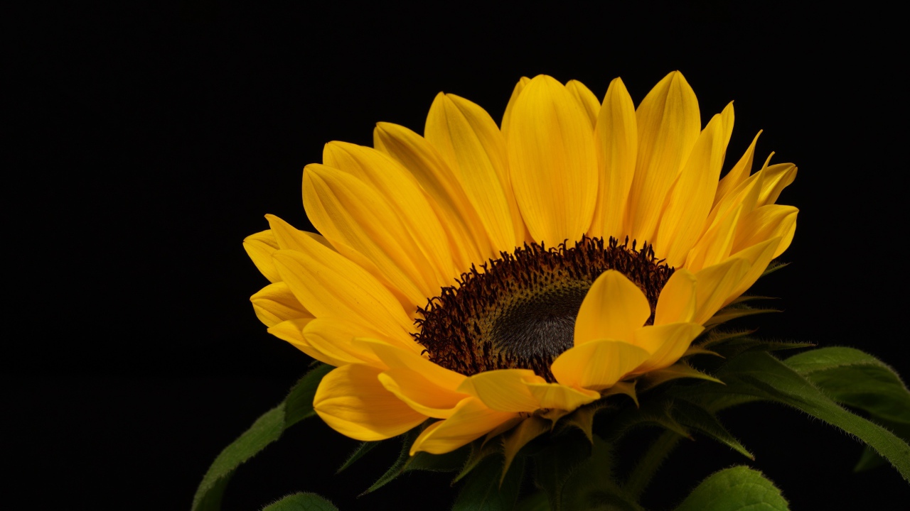 Большой подсолнух с желтыми лепестками на черном фоне