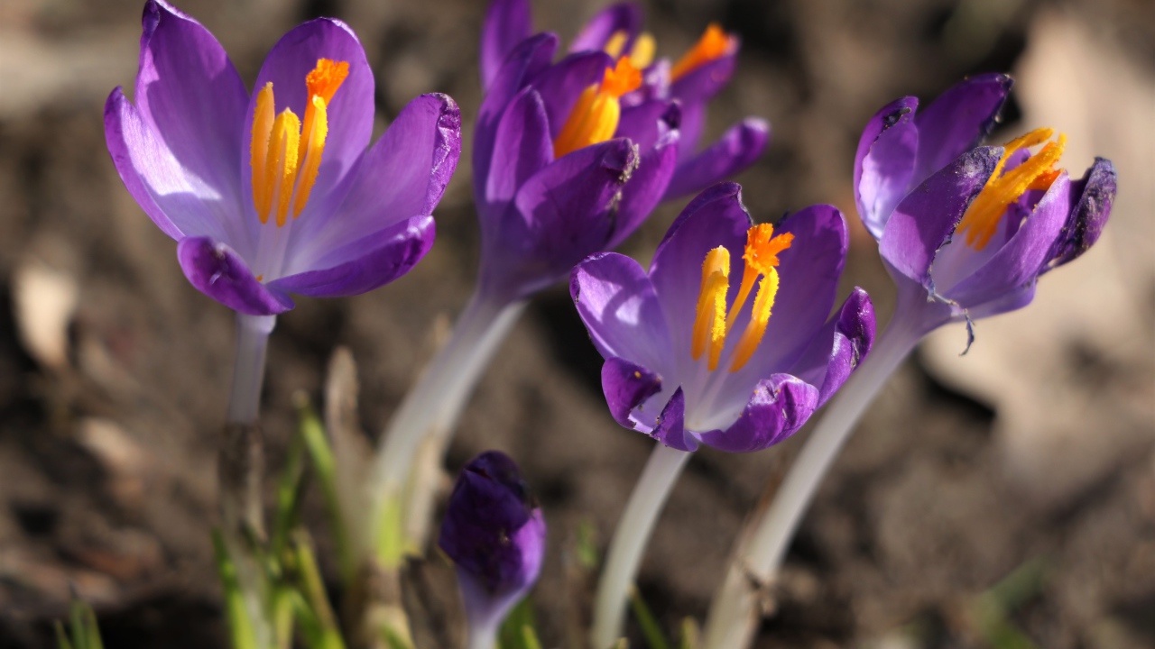 Сиреневые цветы крокуса с желтой серединкой крупным планом