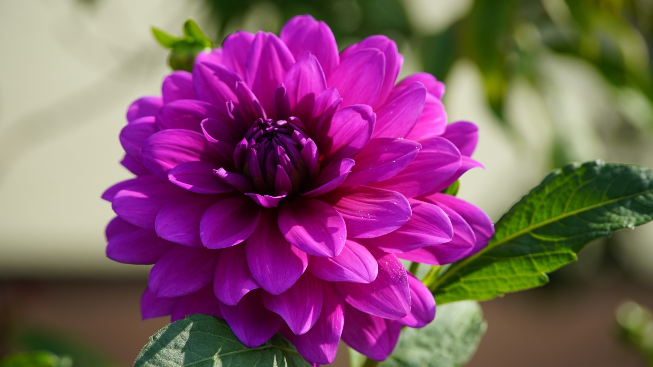 Сиреневый цветок георгина крупным планом