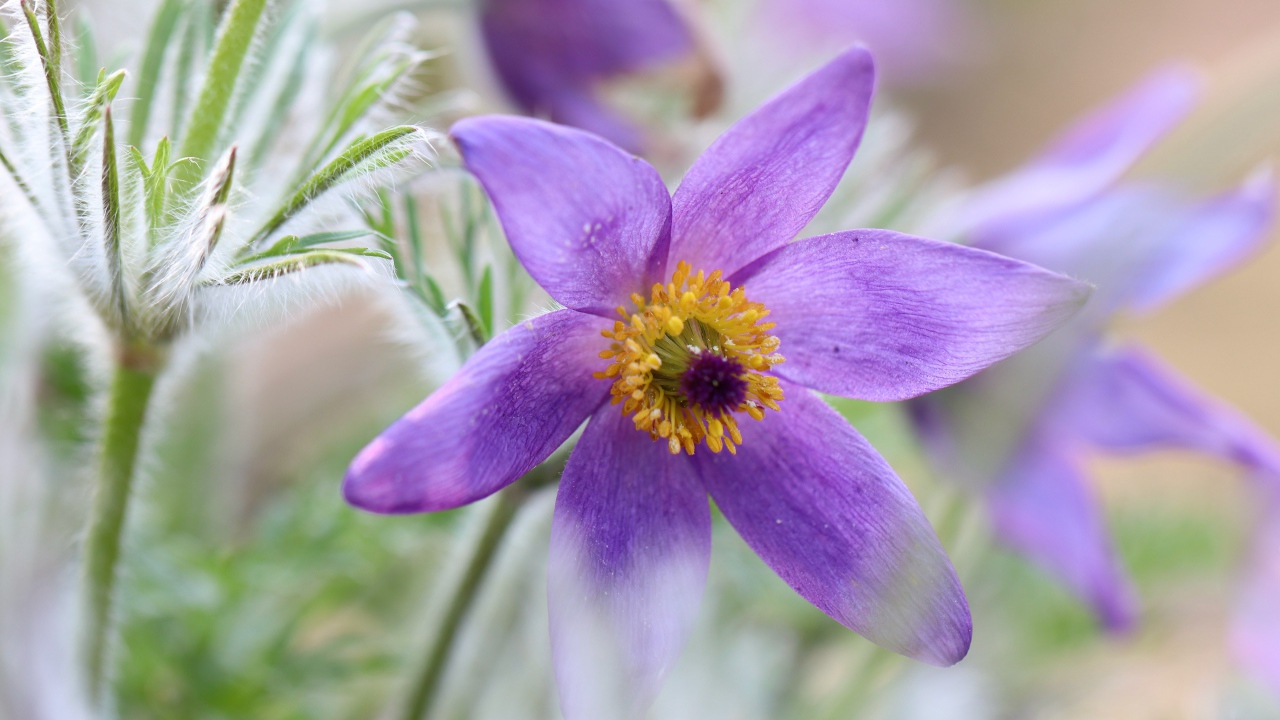 Сиреневый цветок прострел крупным планом 