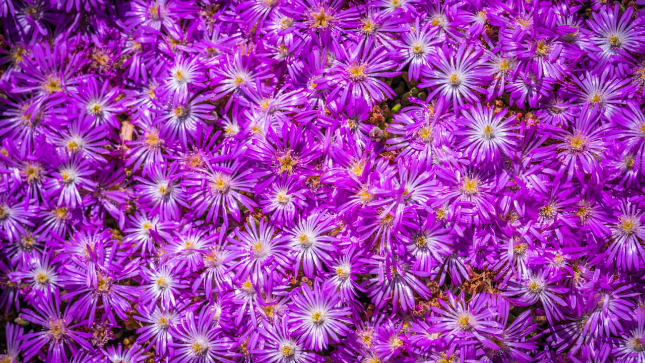 Много красивых цветов сентябринки крупным планом