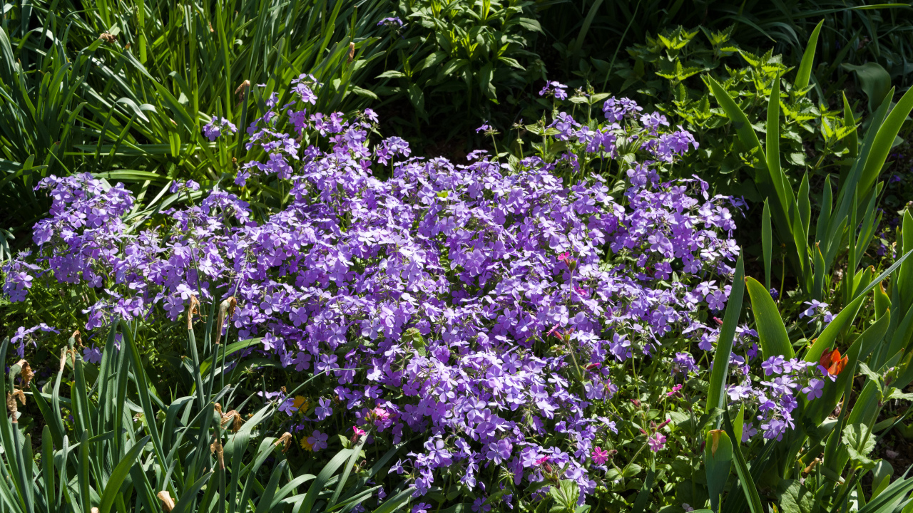 Много фиолетовых мелких цветов в зеленой траве 