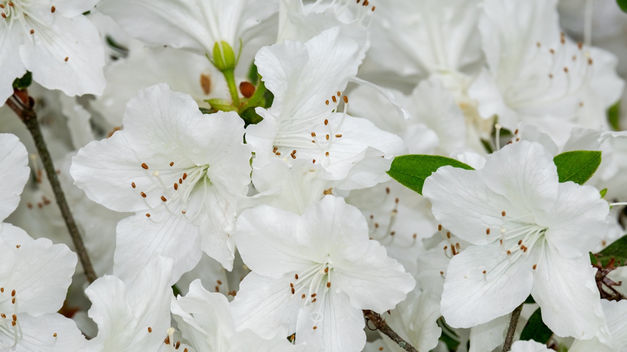 Много белых цветов азалии крупным планом