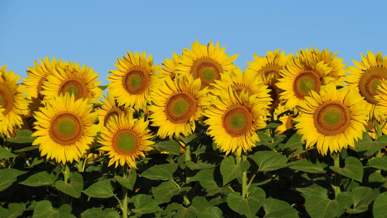 Много желтых цветов подсолнуха с зелеными листьями на фоне голубого неба