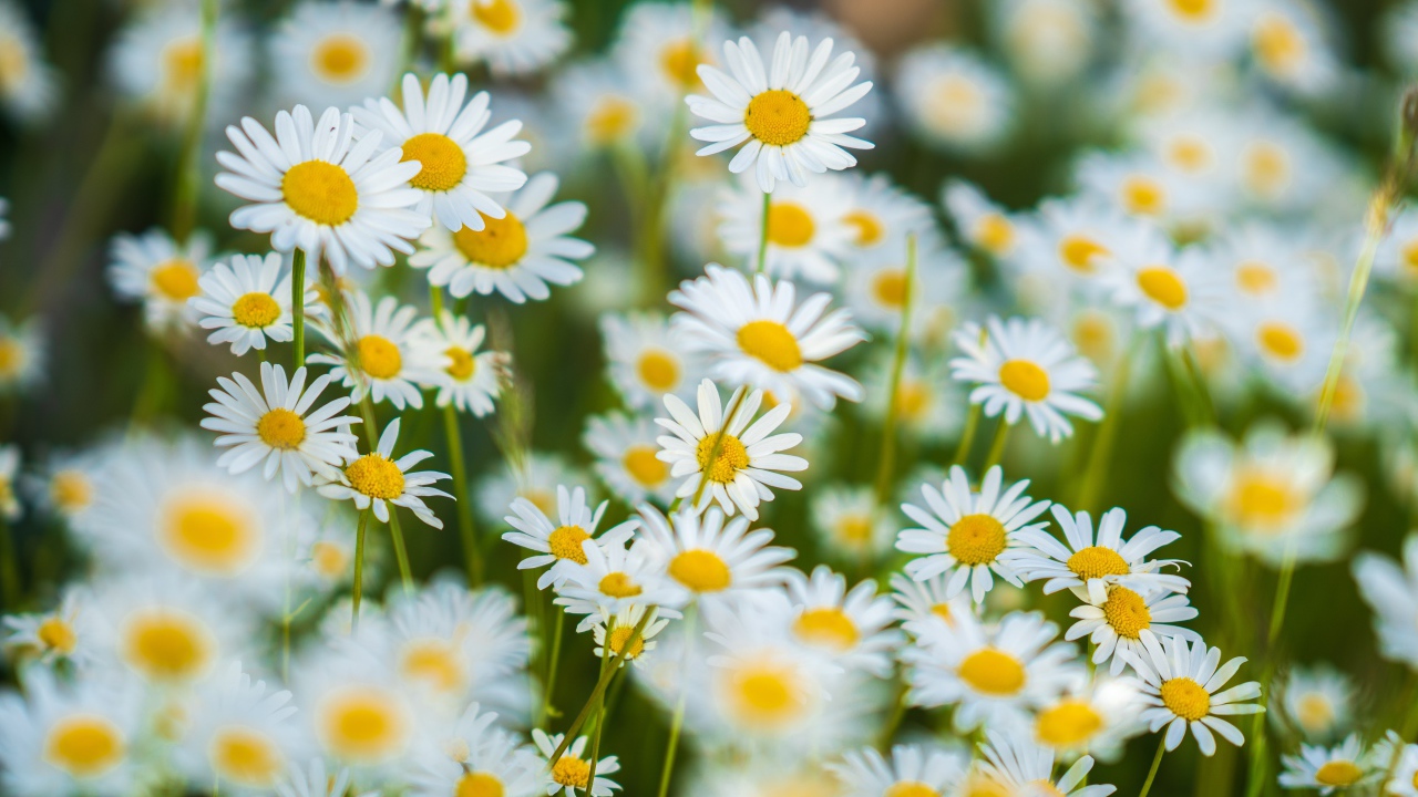 Миниатюрные белые ромашки на поле