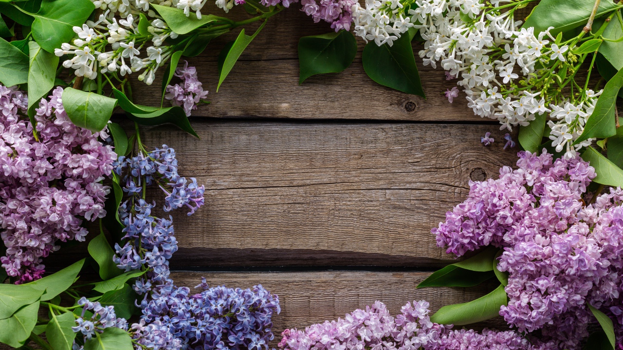 Разноцветная сирень на деревянном фоне 