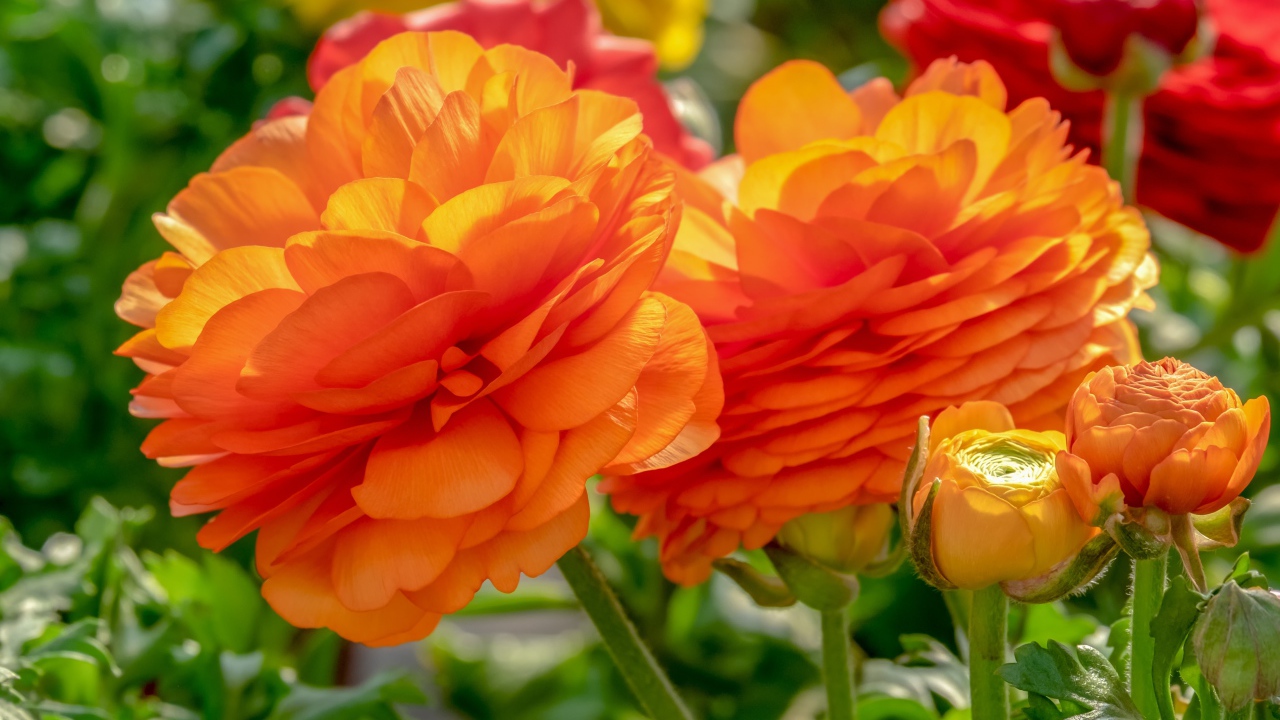 Оранжевые цветы лютика с бутонами на клумбе