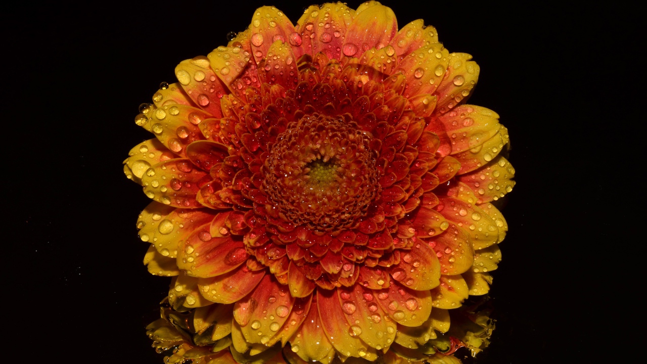 Оранжевый цветок хризантемы в каплях росы на черном фоне