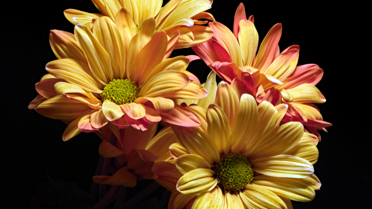 Оранжевые цветы хризантемы на черном фоне