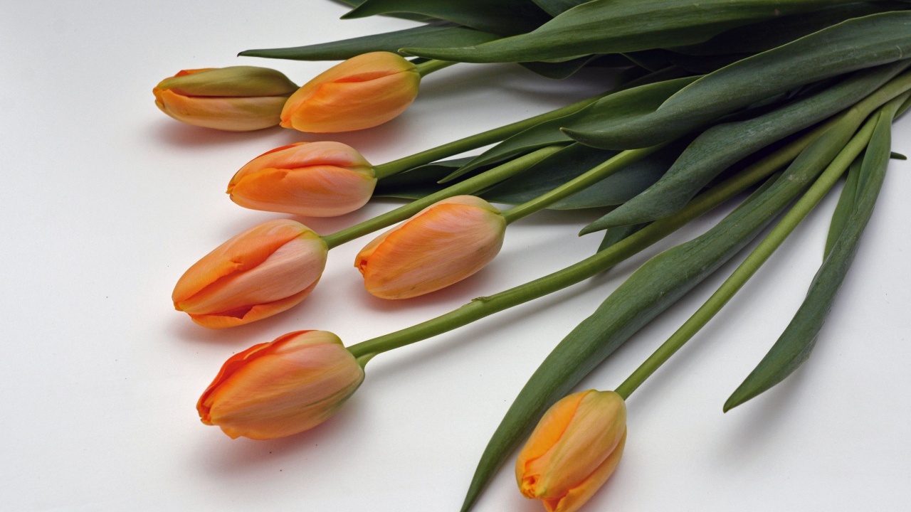 Оранжевые цветы тюльпаны с зелеными листьями на белом фоне