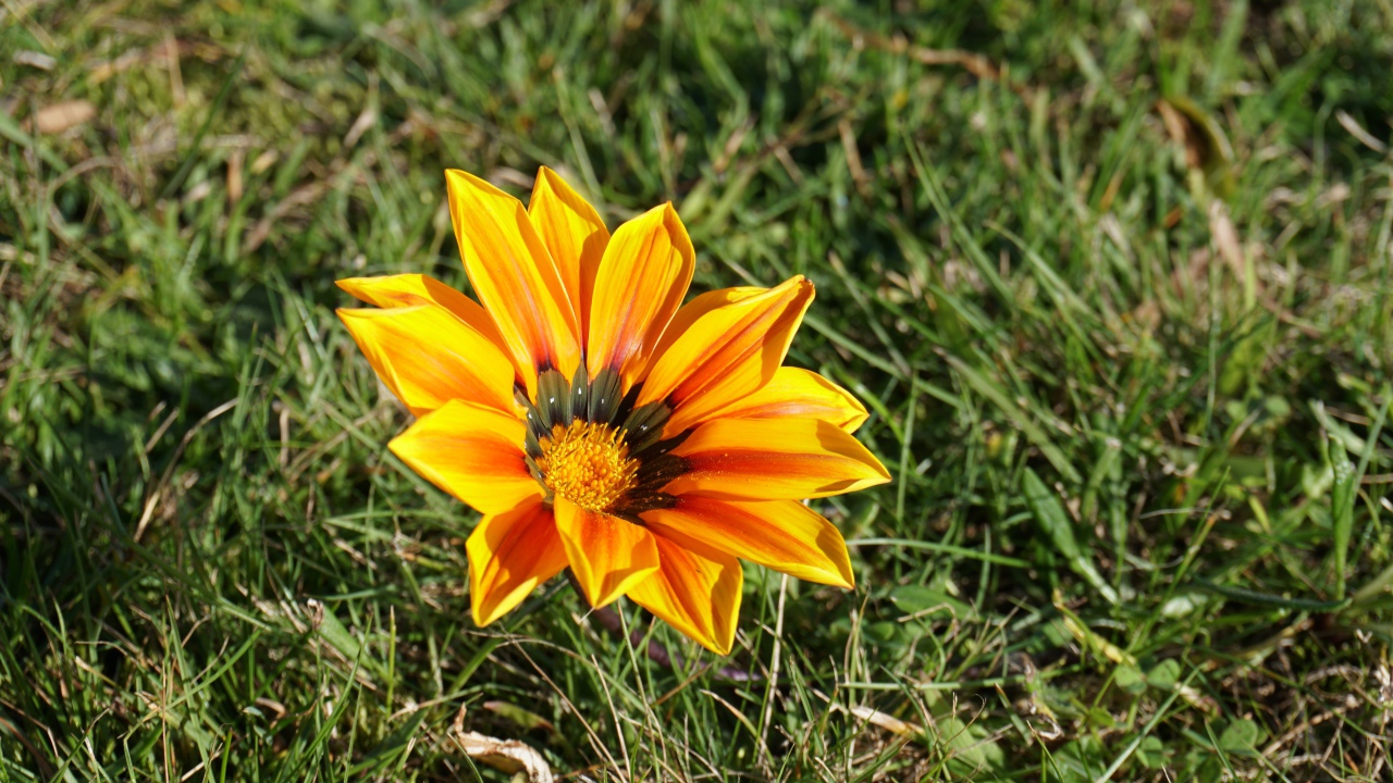 Оранжевый цветок газания в зеленой траве