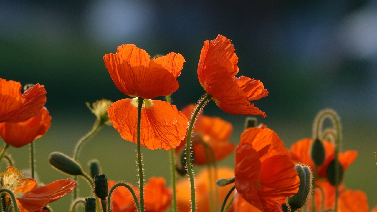 Оранжевые цветы мака с бутонами на поле